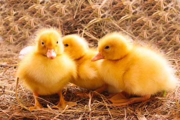 Ducklings ve yumurta saman arka planda — Stok fotoğraf