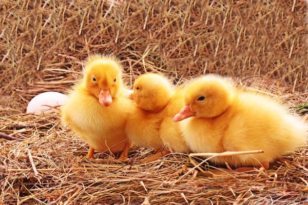 Trzech młodych kaczek — Zdjęcie stockowe