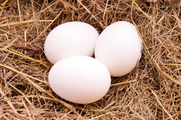 Drie eieren in hooi achtergrond — Stockfoto