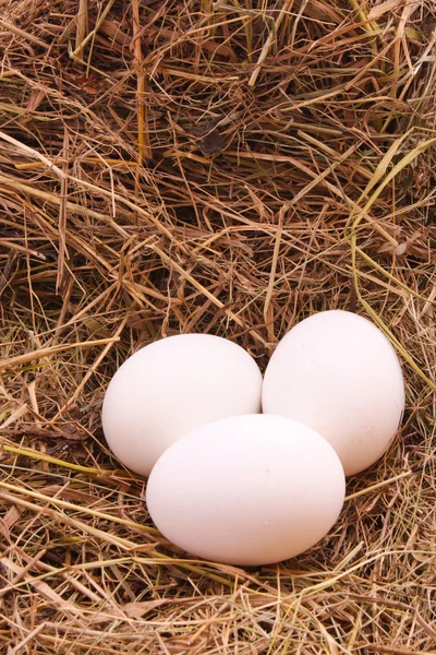 三个鸡蛋在干草 — 图库照片