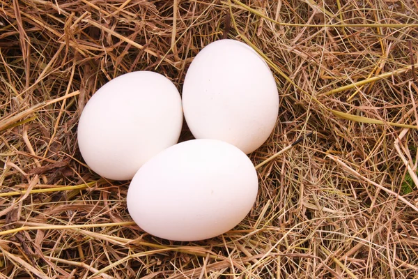 Three eggs in hay — Stock Photo, Image