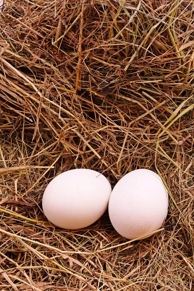 Яйца в сене — стоковое фото