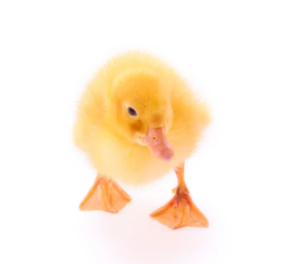Young duckling isolated on white — Stock Photo, Image