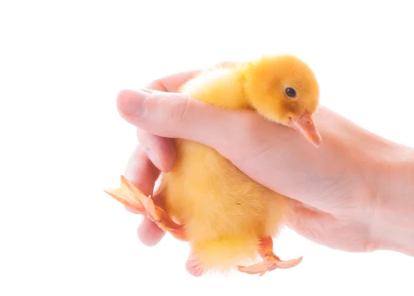 Duckling in hand isolated on white — Stock Photo, Image