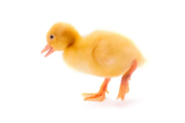 Beyaz izole küçük ördek yavrusu — Stok fotoğraf