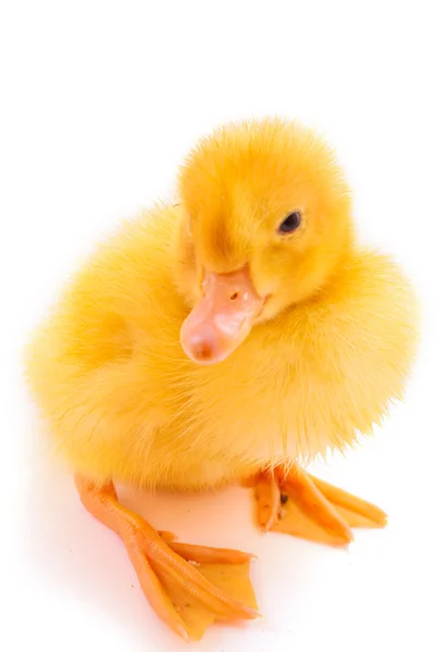 Beyaz izole küçük ördek yavrusu — Stok fotoğraf
