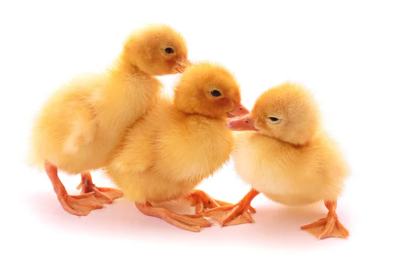 Three duckling conversation — Stock Photo, Image
