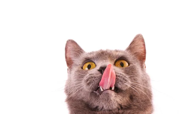 Gato lambe seu nariz — Fotografia de Stock