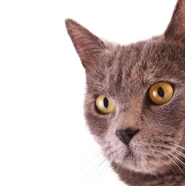 Izole kedi portre — Stok fotoğraf