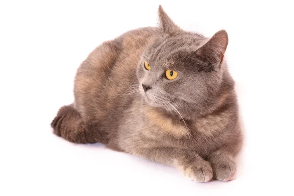 Cat portrait isolated on white — Stock Photo, Image
