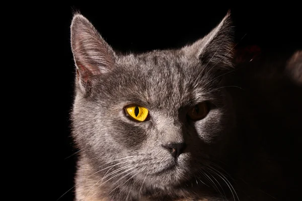 黒の背景上の猫の肖像画 — ストック写真
