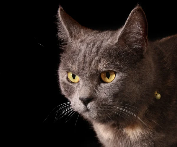 黒の背景上の猫の肖像画 — ストック写真