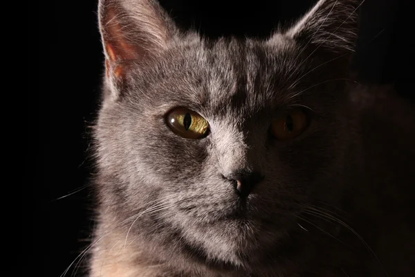 猫肖像 — 图库照片