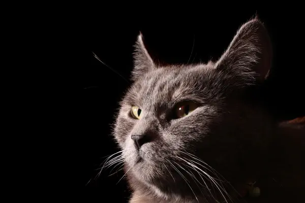 Katt porträtt på svart bakgrund — Stockfoto