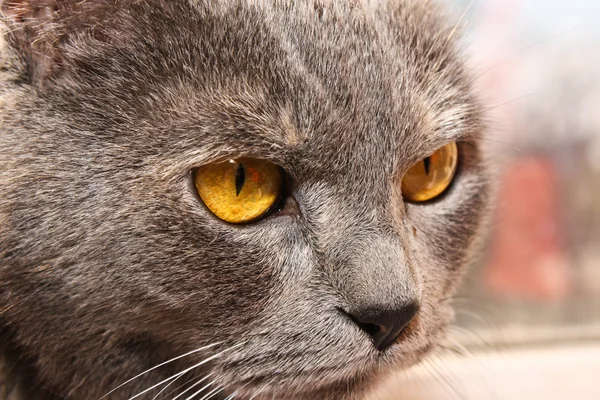 怒っている猫の顔のクローズ アップ — ストック写真