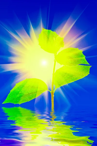 Plant in water with sun background