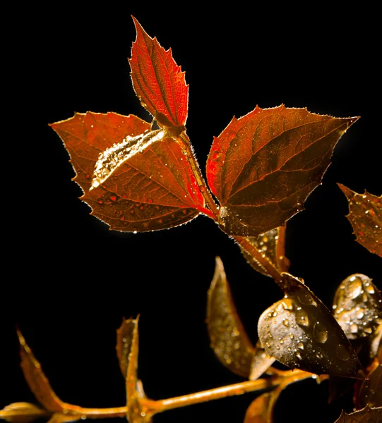 黒の背景に赤の植物 — ストック写真