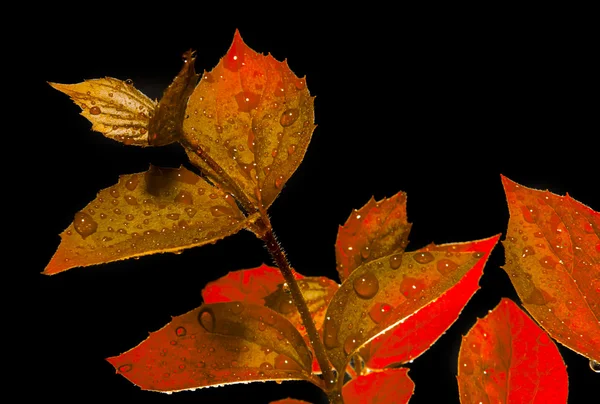 Siyah zemin üzerine kırmızı bitki — Stok fotoğraf