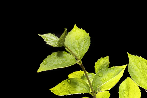 Plant on black background — Stock Photo, Image
