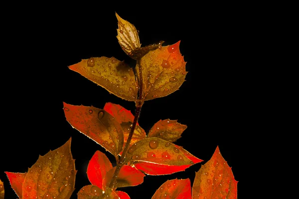 黒の背景に赤の植物 — ストック写真