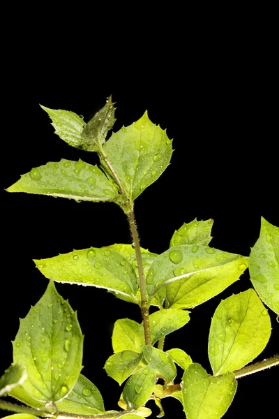 Rostlina na černém pozadí — Stock fotografie