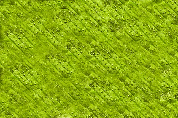 Grean leaf background — Stock Photo, Image