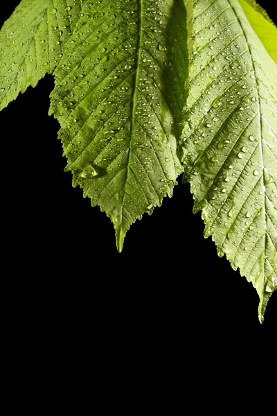 Leaf on black Background — Stock Photo, Image