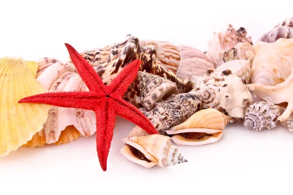 Seastar and few seashells isolated on white — Stock Photo, Image
