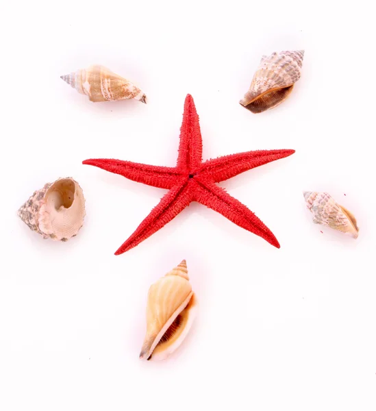 stock image Seastar and few seashells isolated on white