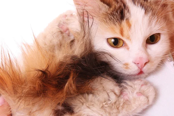 乳房の近くの猫 — ストック写真