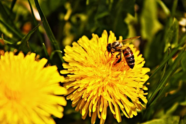 阳光灿烂的黄色小花的背景上的蜜蜂 — 图库照片