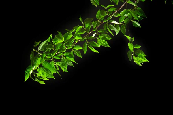 Green leaves on black background — Stock Photo, Image
