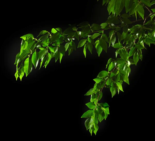 stock image Green leaves on black background