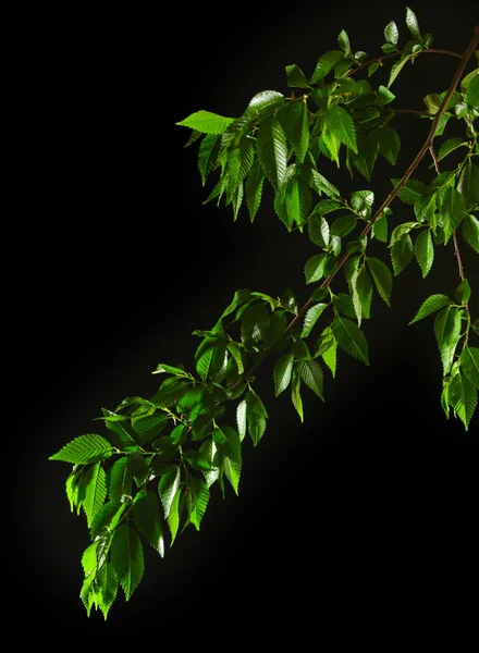 stock image Green leaves on black background