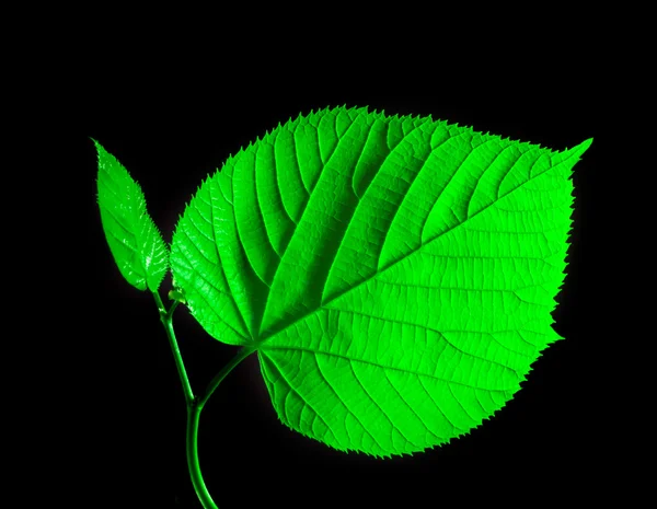 Green leaf on black background — Stock Photo, Image