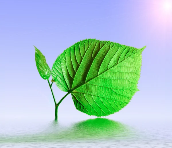 Green plant in water — Stock Photo, Image
