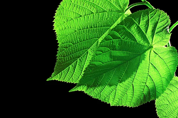 Zielony liść na czarnym tle — Zdjęcie stockowe