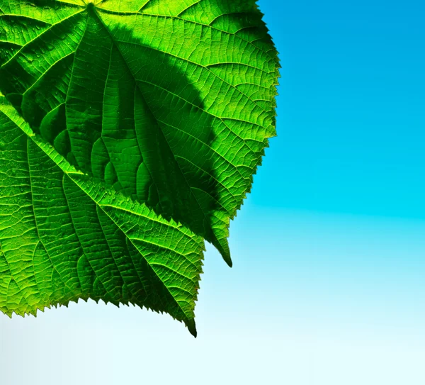 Green leaf on sky background — Stock Photo, Image
