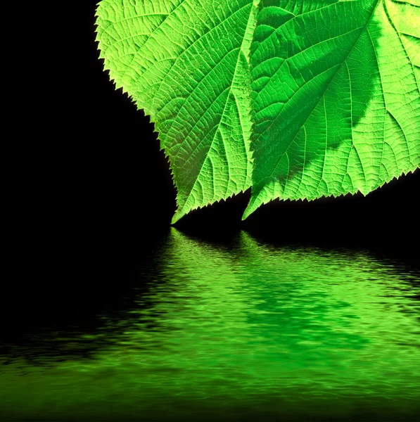 Green leaf with water reflection on black background — Stock Photo, Image