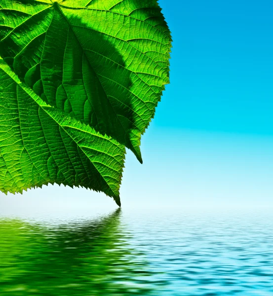 Green leaf on sky background with water — Stock Photo, Image