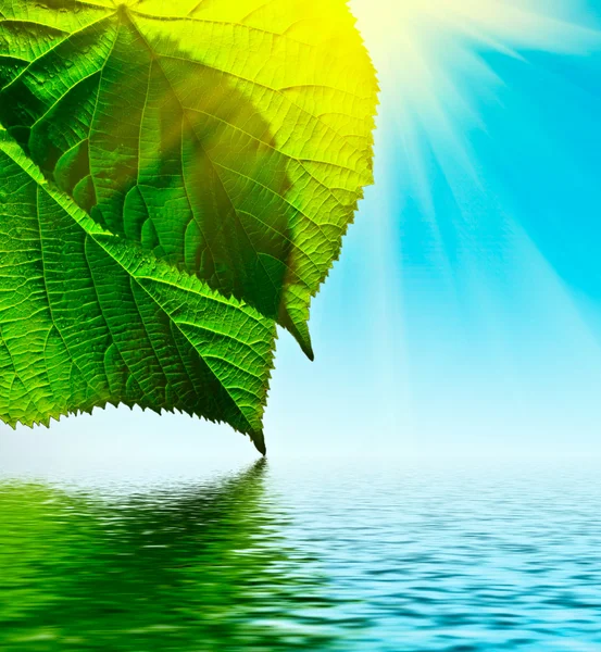 Green leaf on sky background with water and sun — Stock Photo, Image