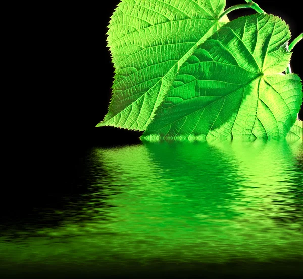Green leaf with water reflection on black background — Stock Photo, Image
