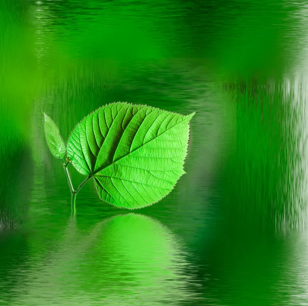 Zelený list s vodou reflexe na černém pozadí — Stock fotografie