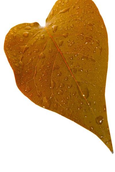 Spasionego liścia z kropli wody na białym tle — Zdjęcie stockowe