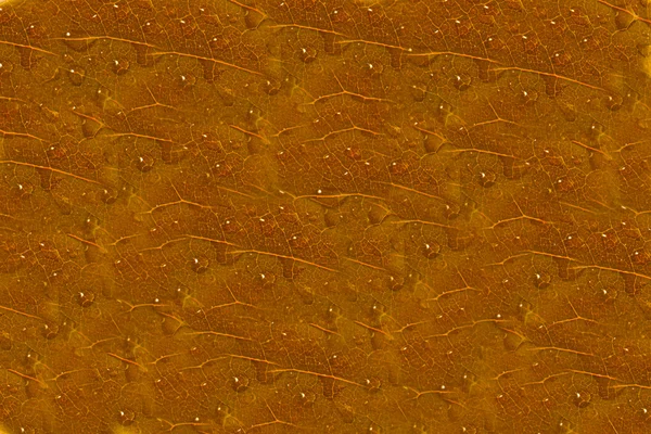 Фон з текстурою червоного листя і краплями води — стокове фото