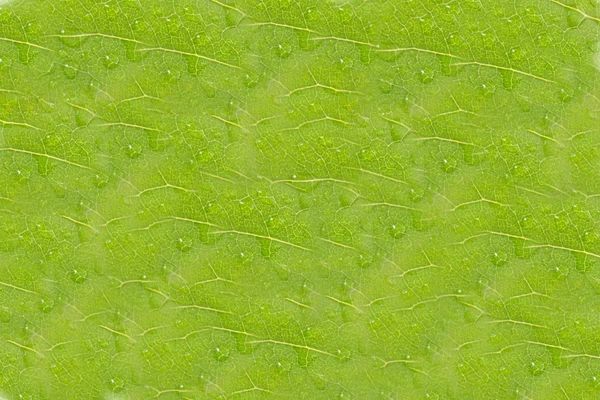 Fundo com textura foliar e gotas de água — Fotografia de Stock