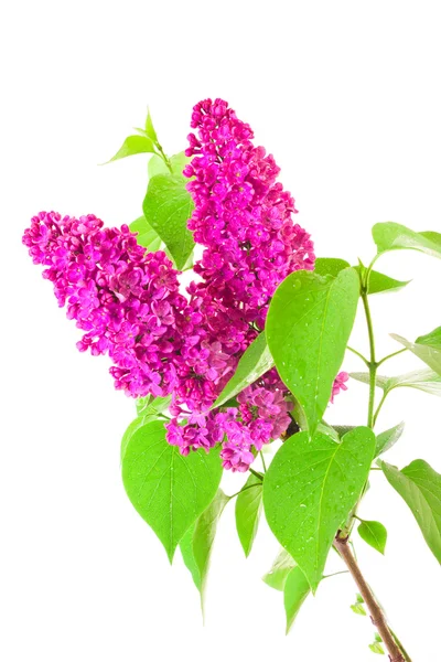 Lilac and leaves on white background — Stock Photo, Image
