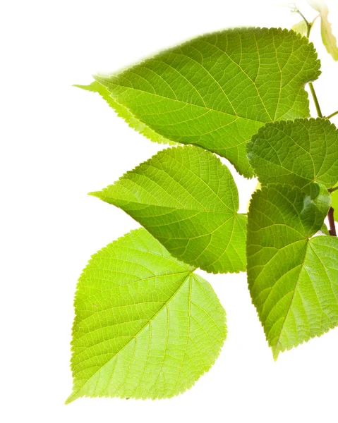 Zielone liście odizolowane na białym — Zdjęcie stockowe