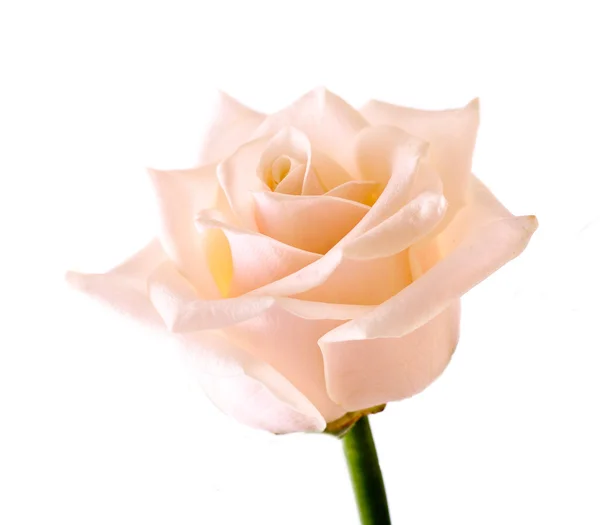 Rosa blanca aislada en blanco — Foto de Stock