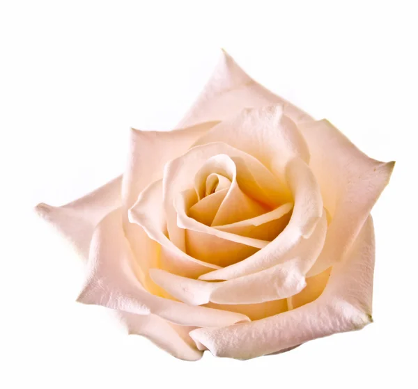 Rosa blanca aislada en blanco — Foto de Stock